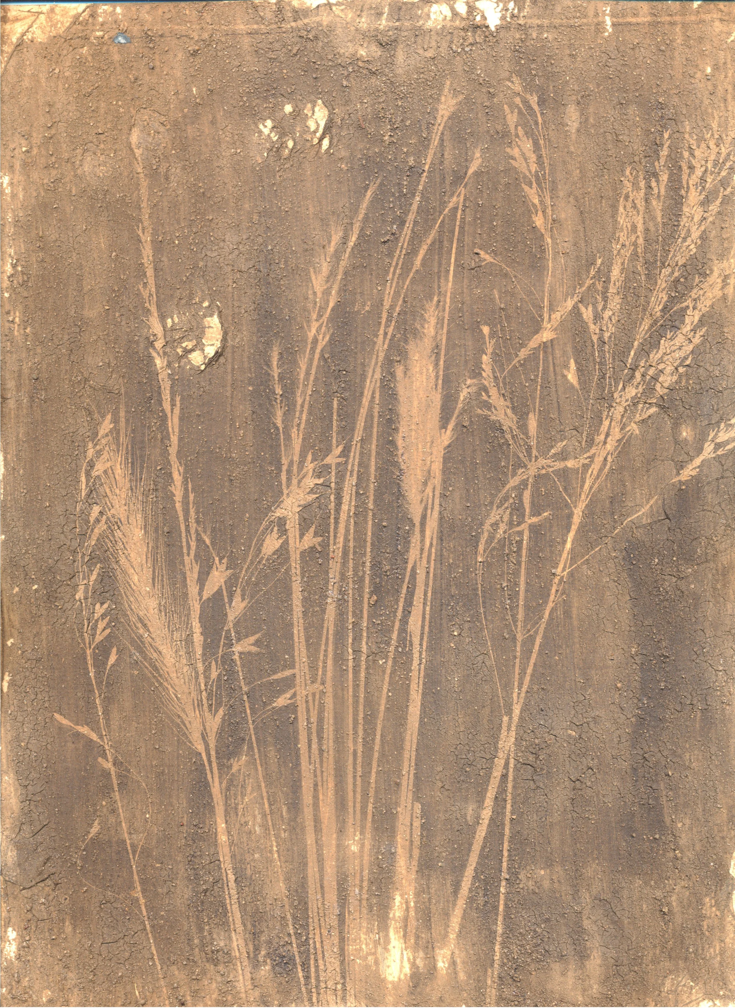 january cyanotype 2024 21.jpg
