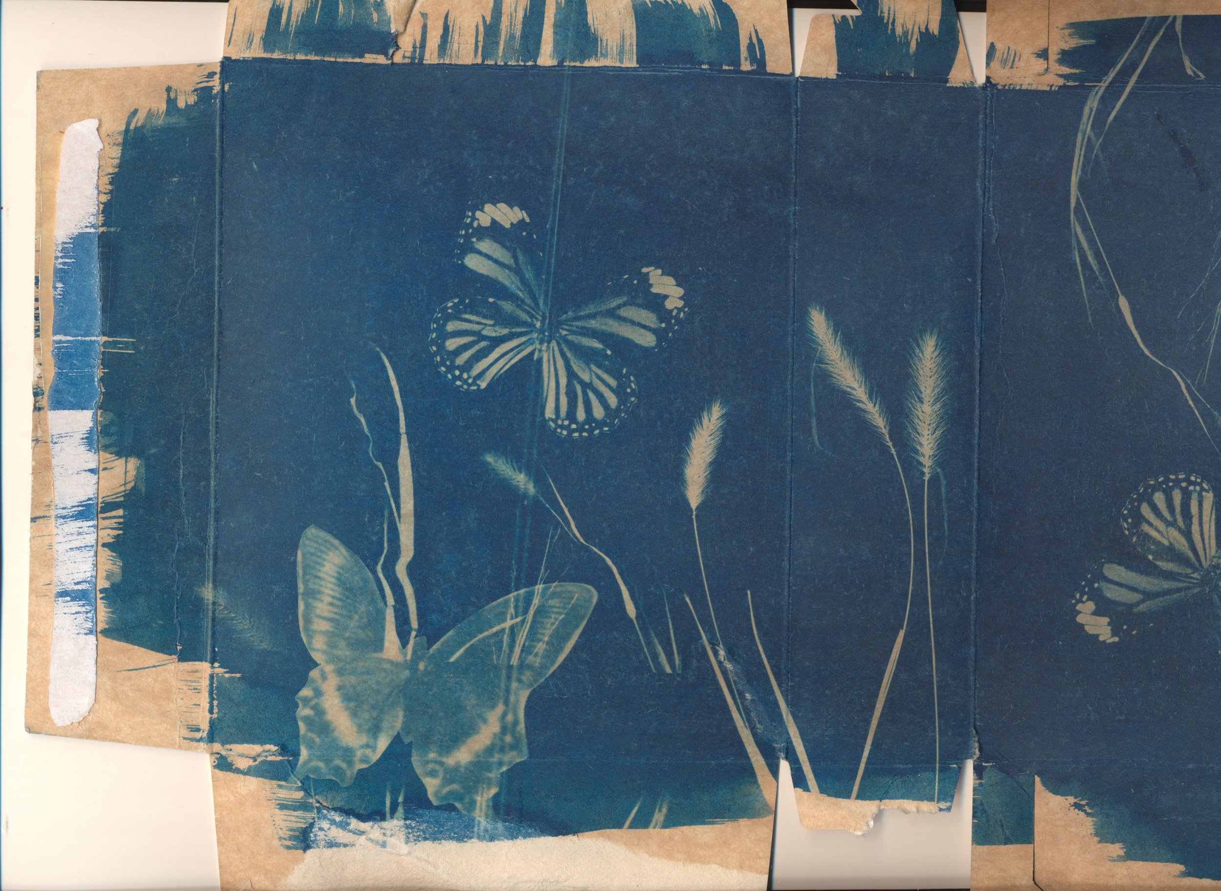 april cyanotype .jpg