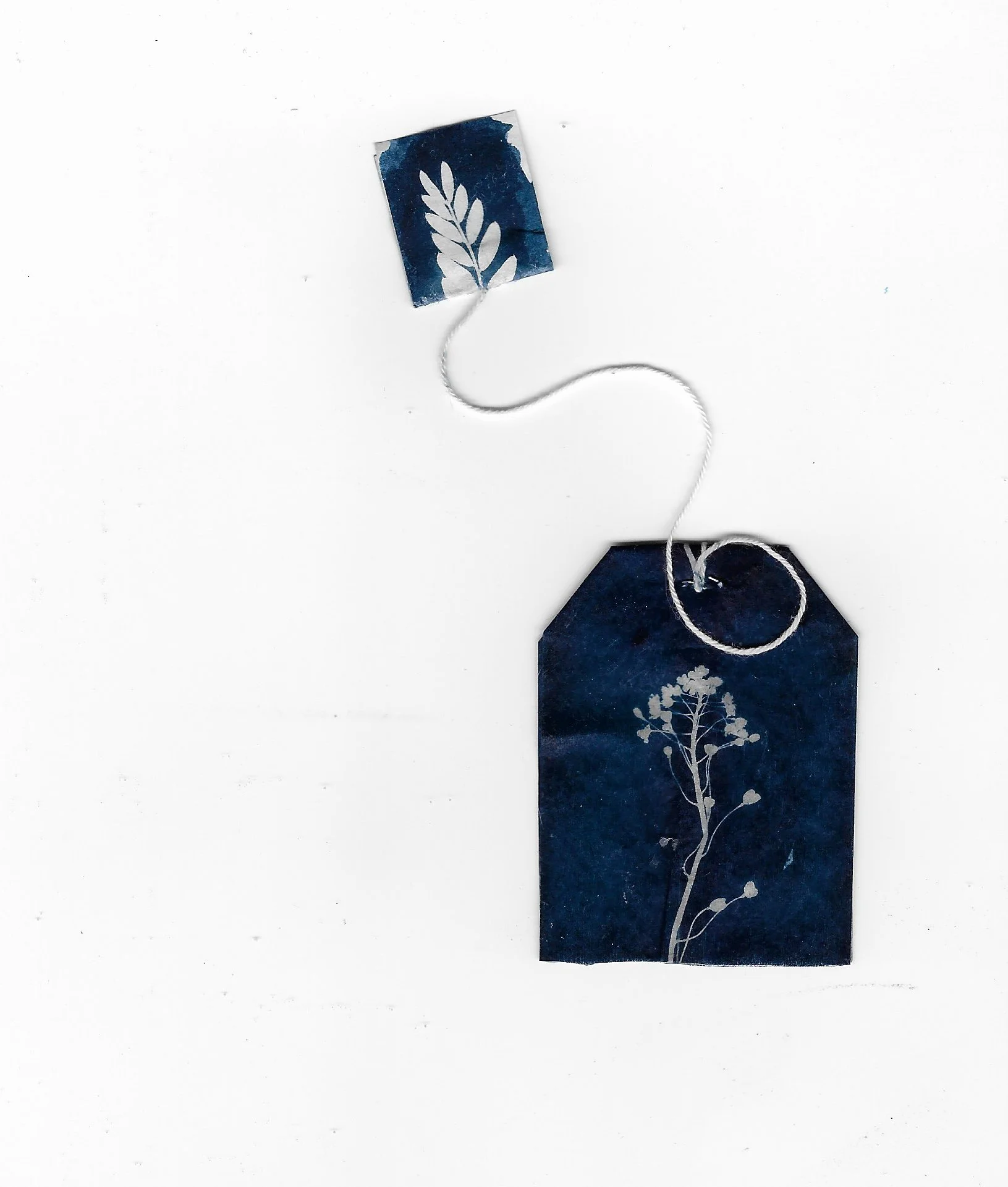 january cyanotype 2023 2.jpeg
