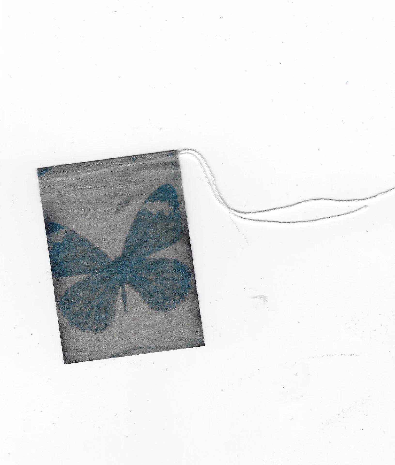 january cyanotype 2023 3.jpeg
