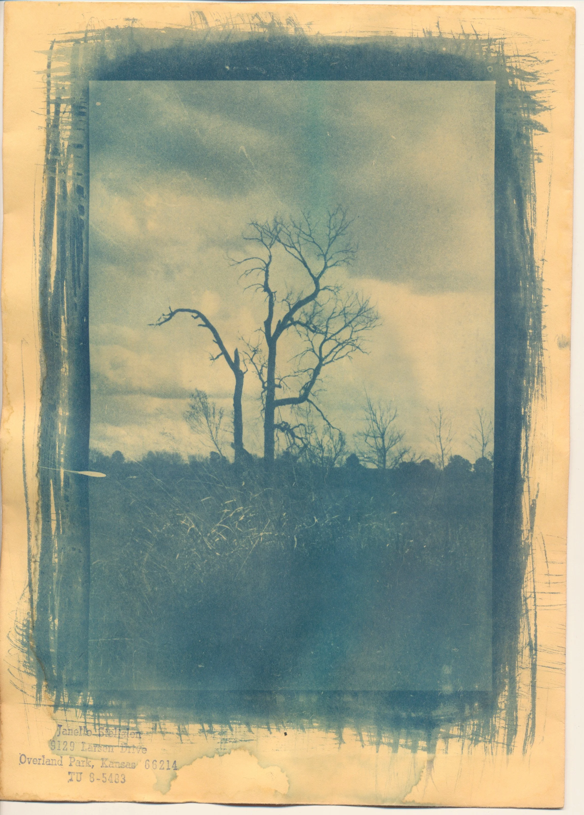 january2023cyanotype13.jpg