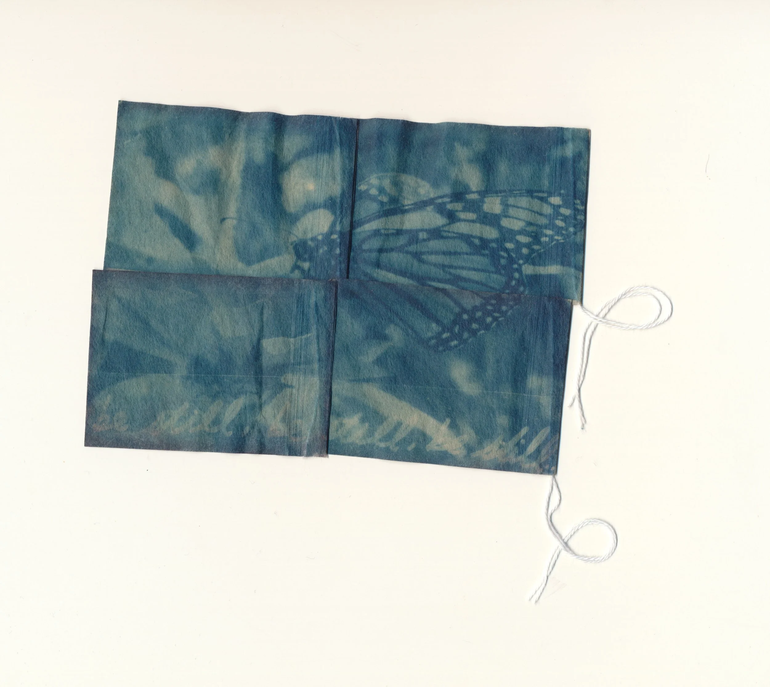 january2023cyanotype37.jpg