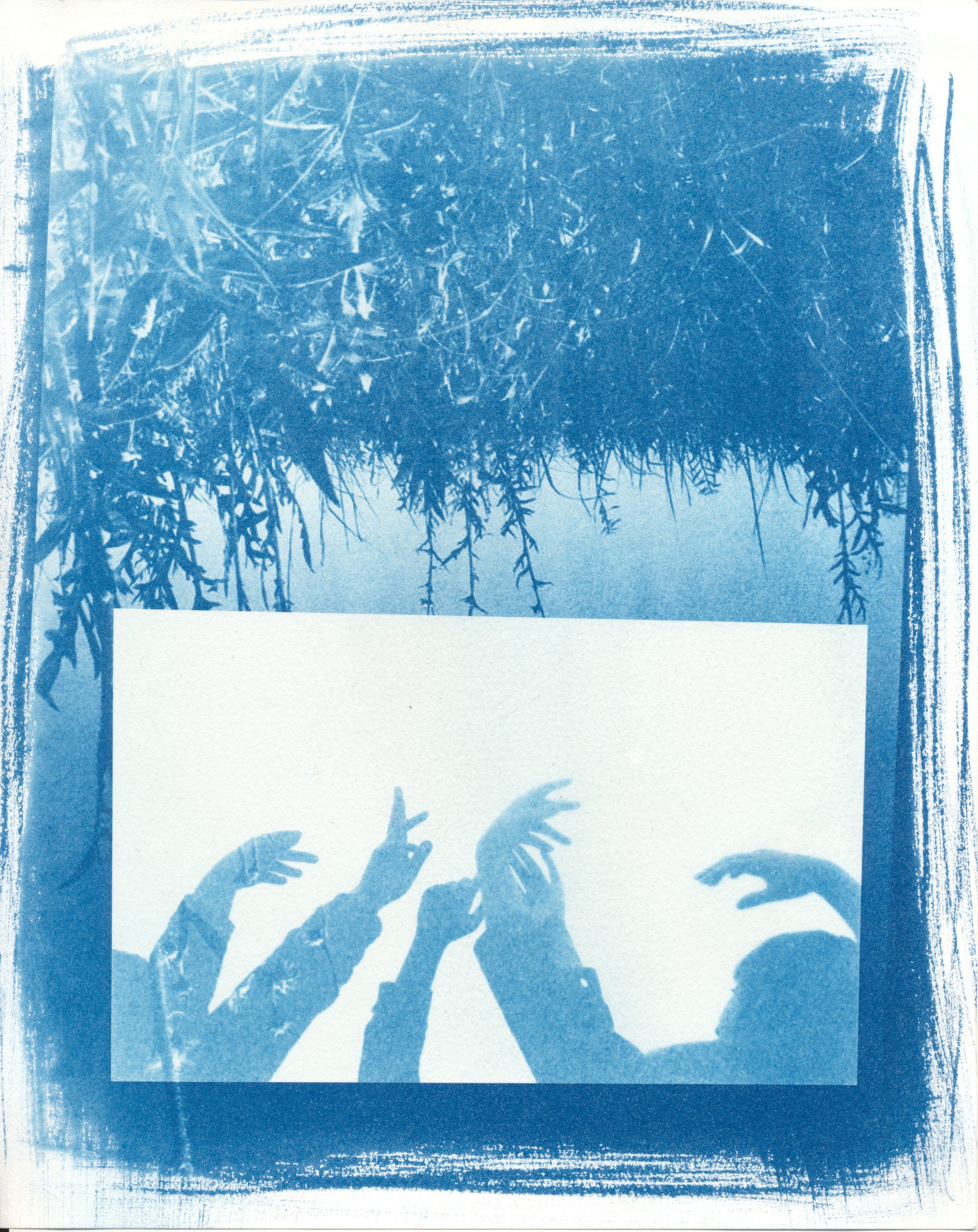 october cyanotype 2023 3.jpg
