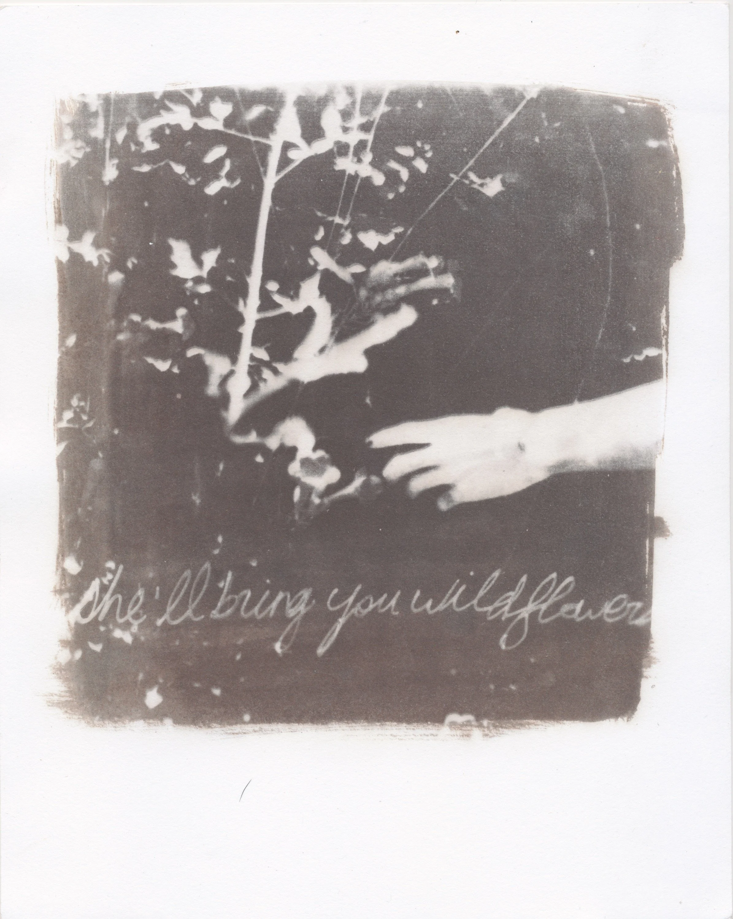 November Vandyke print 2021 3.jpeg