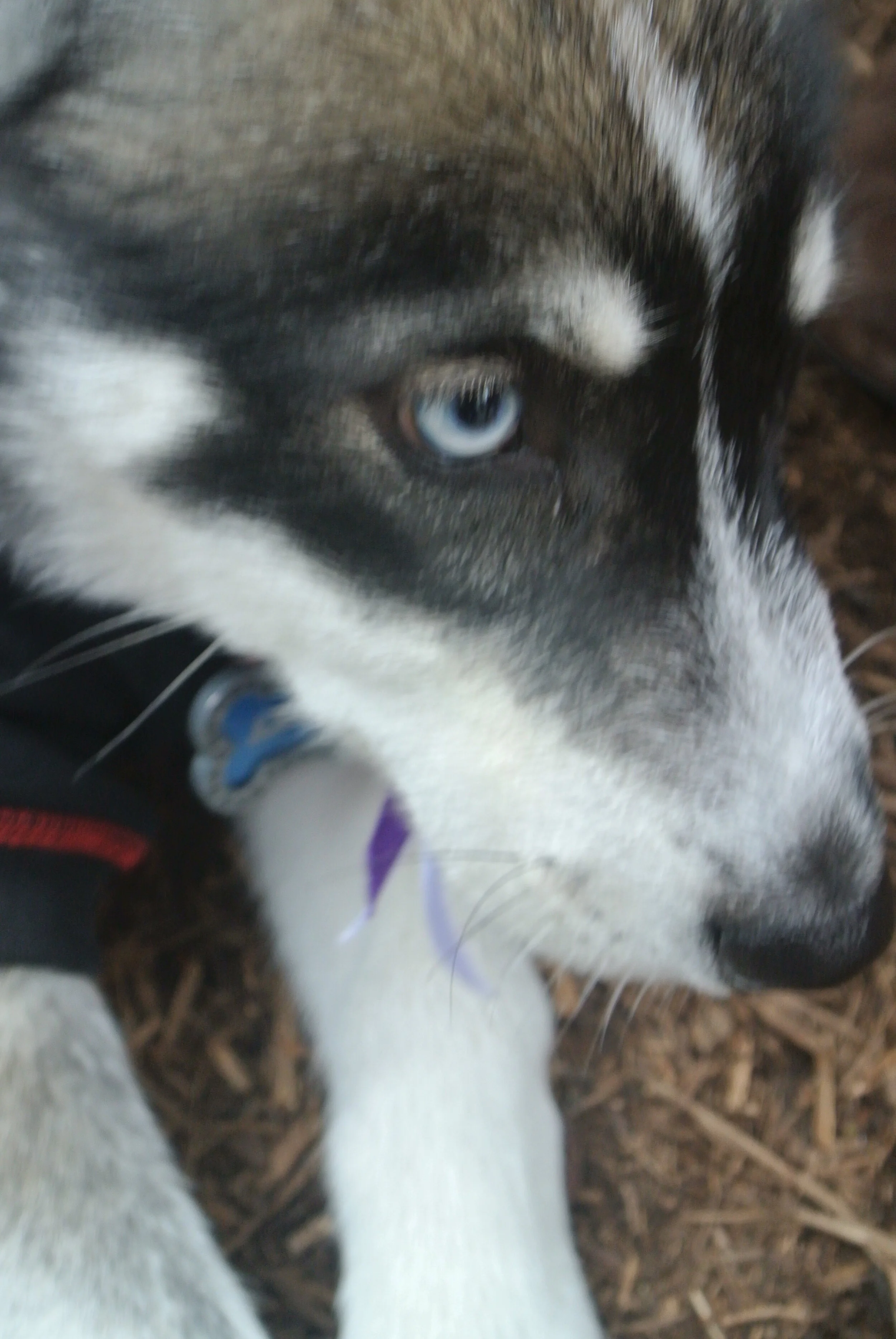 Central American Parade my street 032.JPG