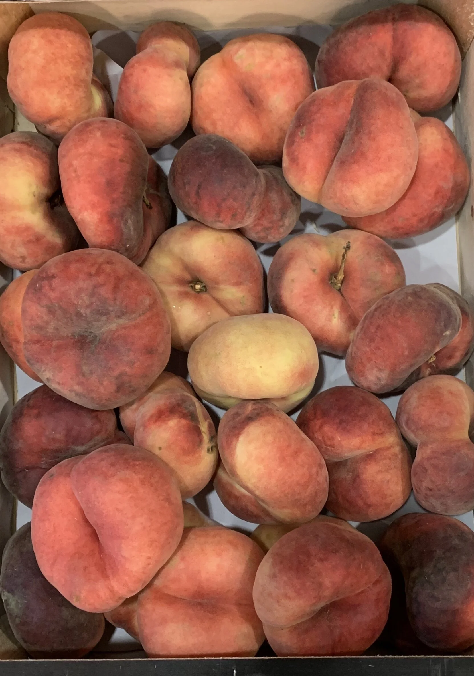 PESCHE TABACCHIERE.jpeg