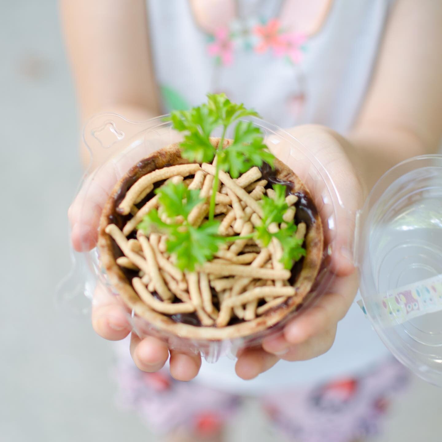DIY: Edible Mud Pies for Passover (and Spring too)! 🌺🌿🌱

We&rsquo;re getting ready for Passover today by &ldquo;planting&rdquo; parsley in yummy mud pies. 😋 We need wonderful gooey mud to grow parsley for our Seder plate! To &ldquo;plant&rdquo; p