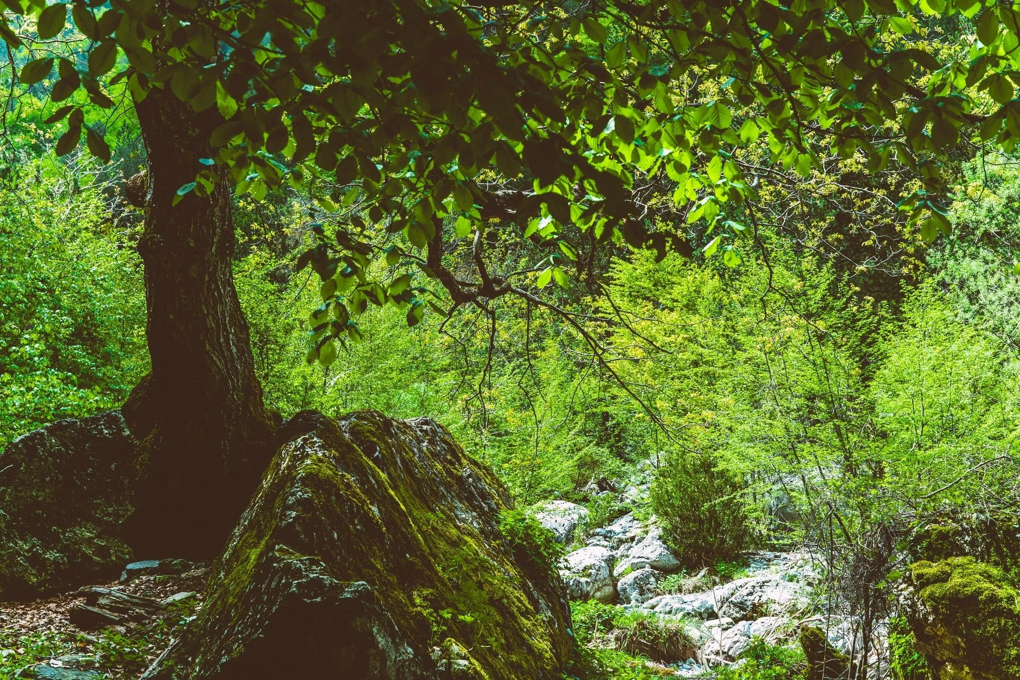 2 Book Selections for Nature Lovers: Becoming Animal &amp; The Spell of the Sensuous