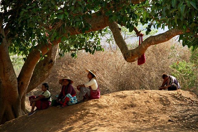 Shot through a car window. A beautiful group under an old tree. #Myanmar.
