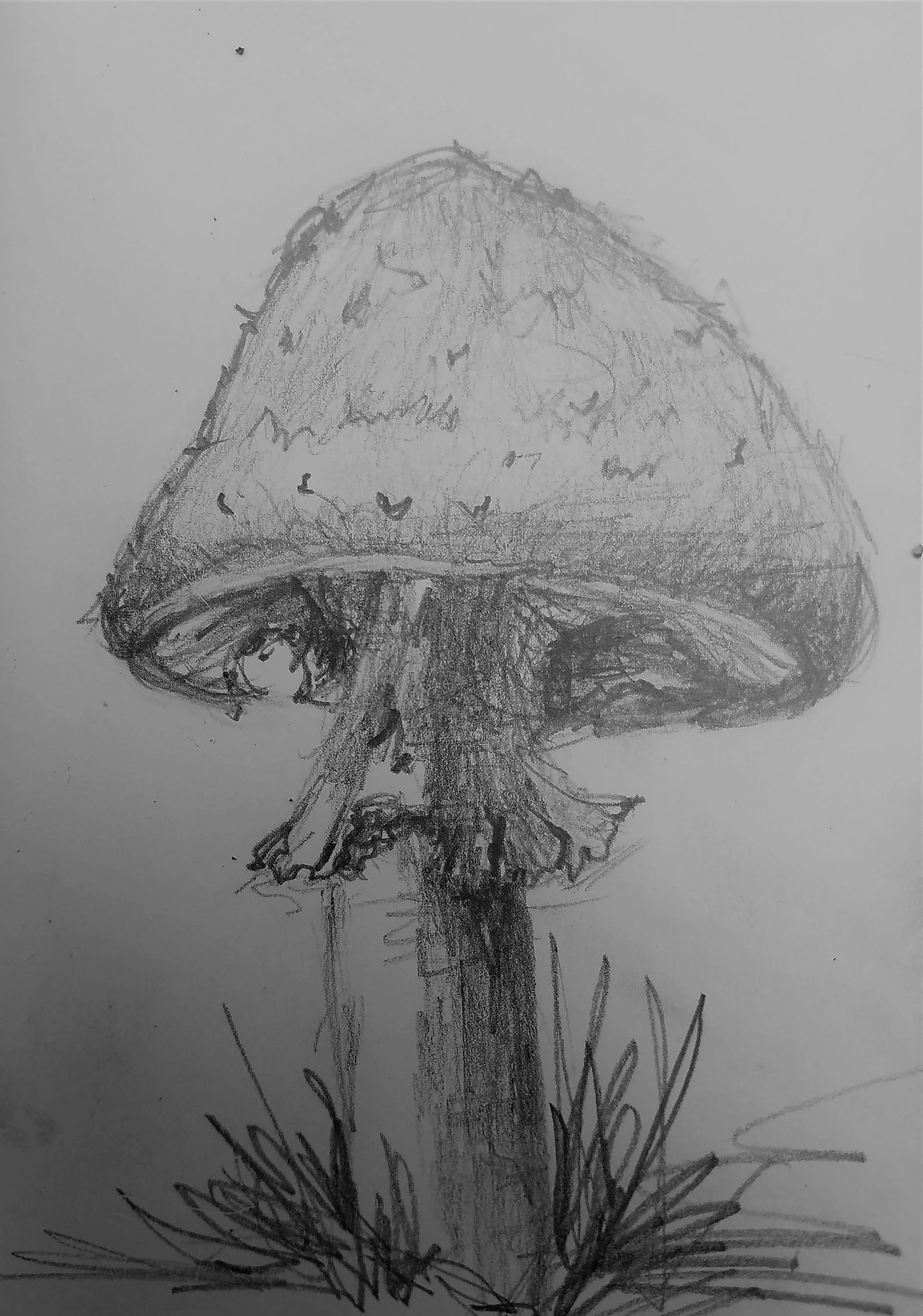 Amanita