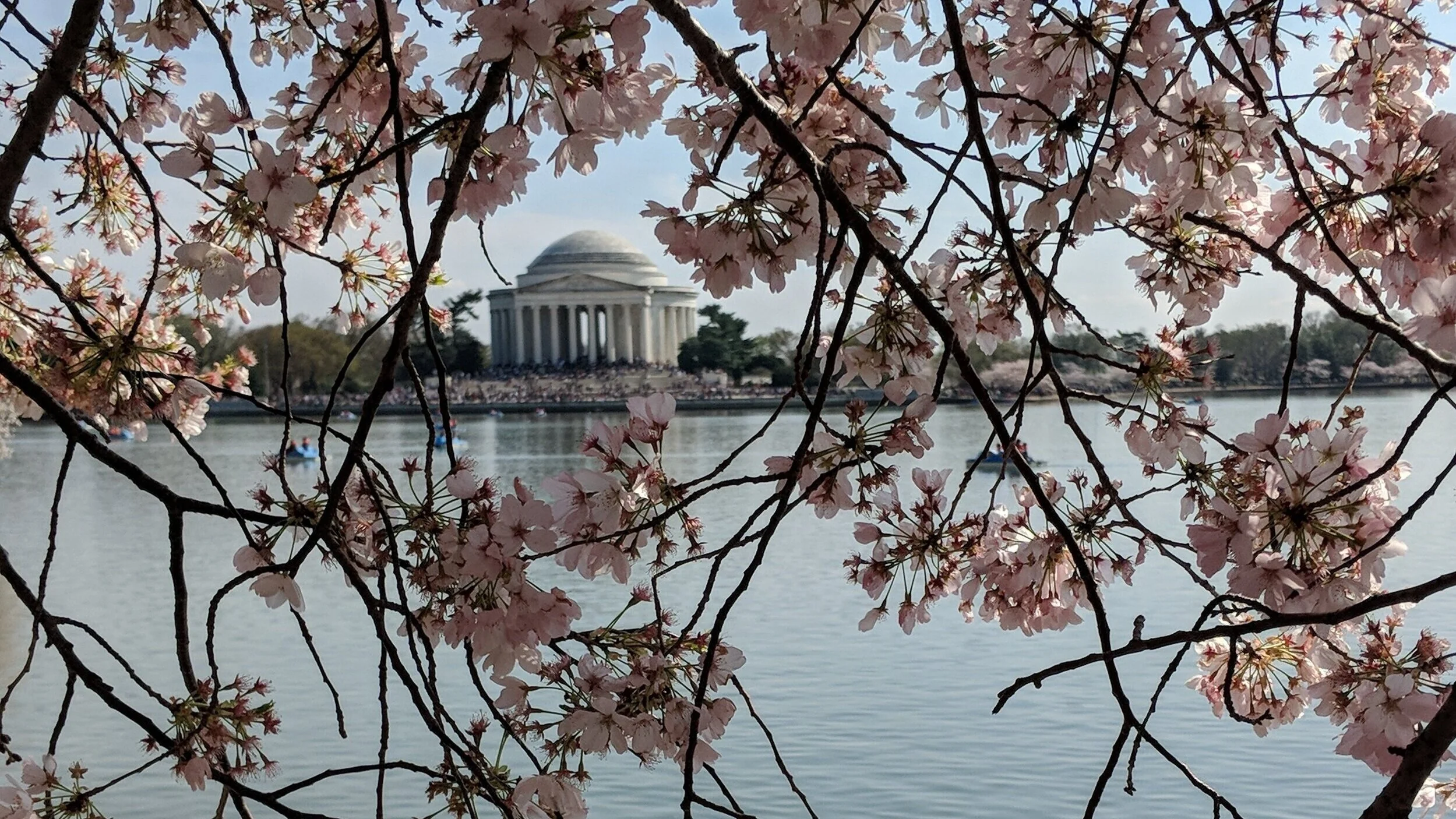 JeffersonCherryBlossom.jpg