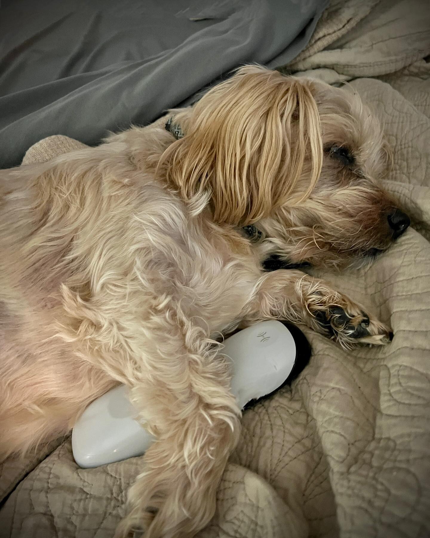 No wonder we couldn&rsquo;t find the remote anywhere. Ben &ldquo;the dog&rdquo; apparently wanted to control this morning&rsquo;s entertainment.