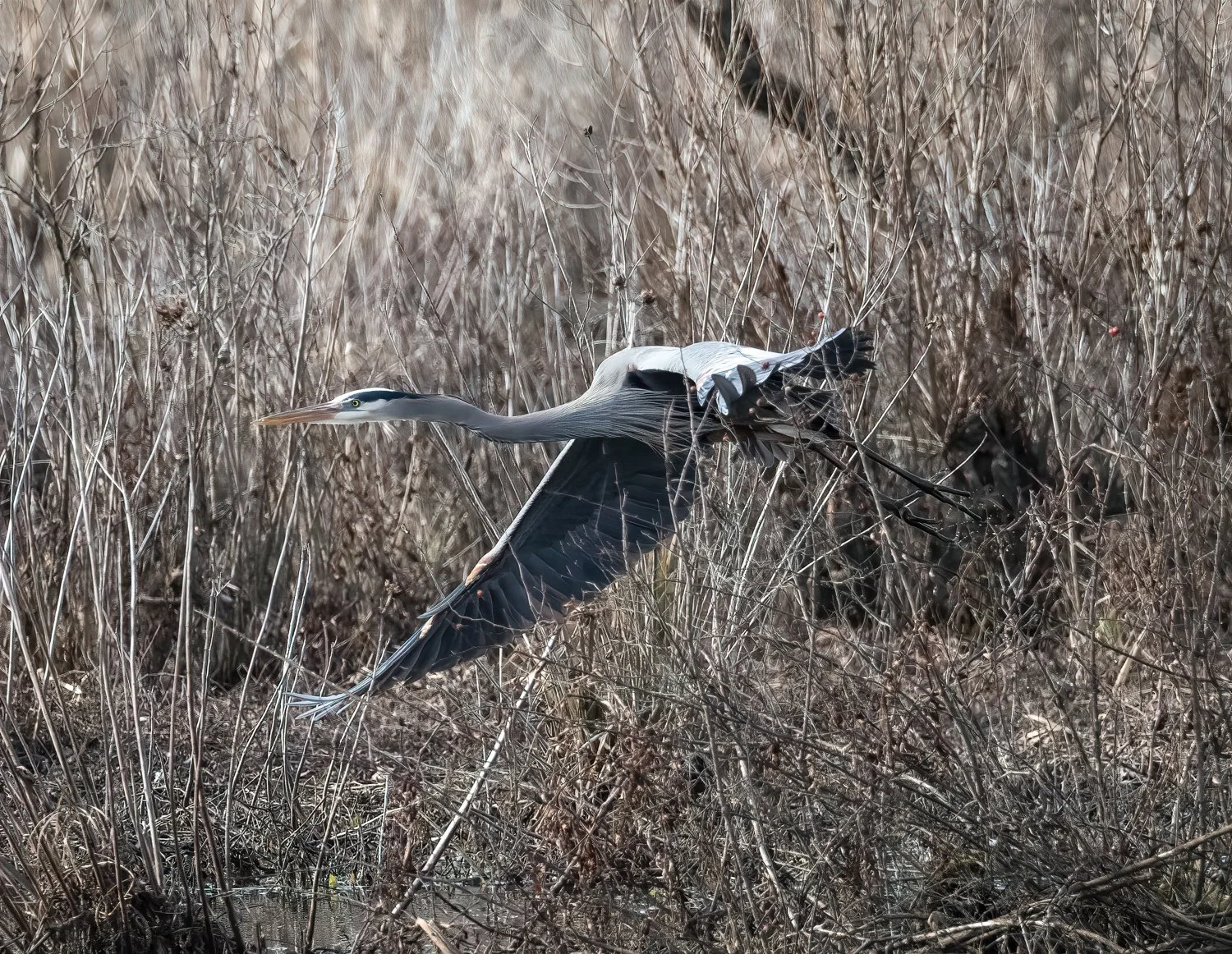  Heron in flight 