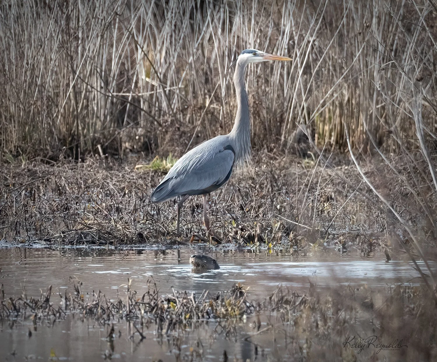  Creek Life - GBH and River otter fishing together 