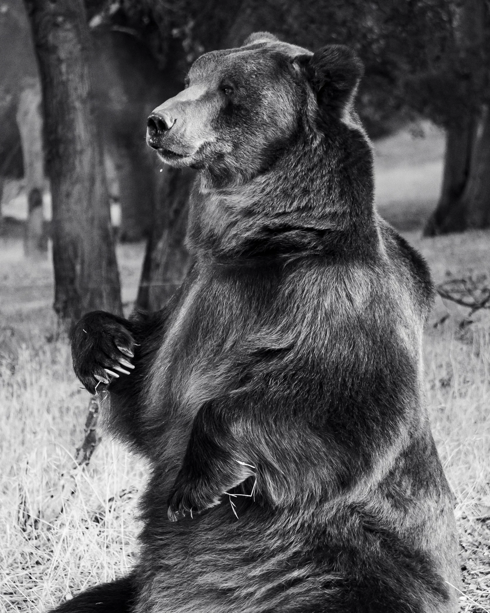 tag the bear 4.JPG