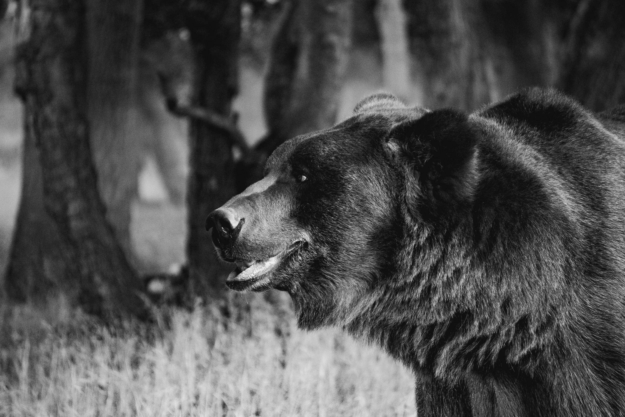 tag the bear 2.JPG