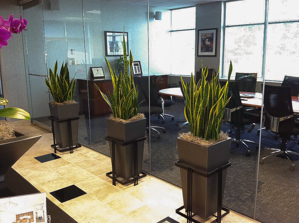 Greatscapes Interior Office Plants