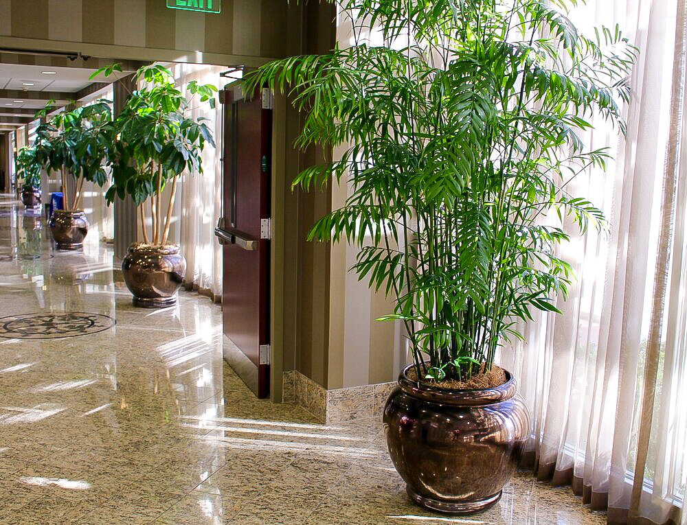 Greatscapes Interior Hallways Plants