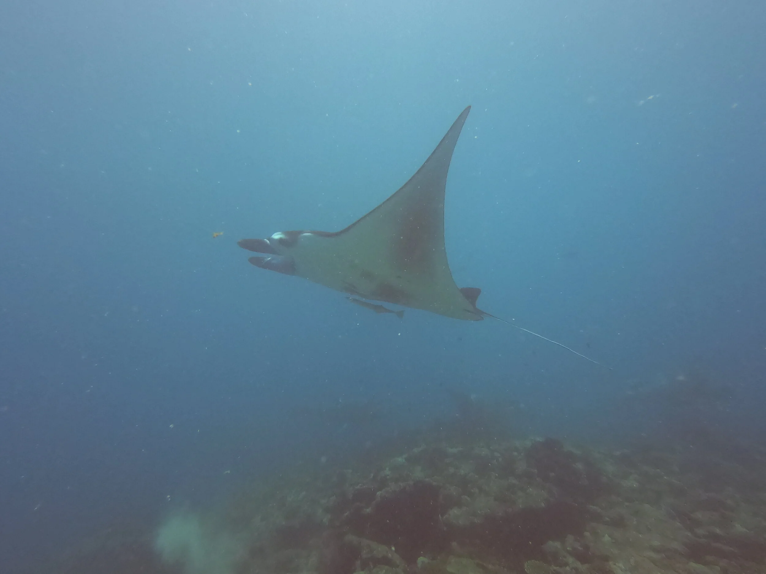 Maldives Manta.JPG