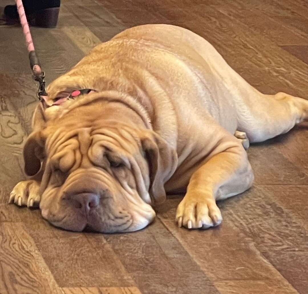 Join me for my bootcamp tomorrow at 9:30am in Cabrillo Park! 

Guaranteed &quot;ruff&quot; workout!  You'll sleep well that night...just ask this satisfied customer! 😄

#nationaldogday #justkidding #happyfriday