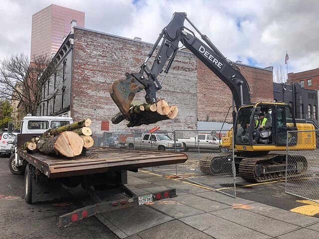 Recently we picked up a load of Red Maple (acer rubrum) logs from a street tree removal in downtown Portland. The trees were removed to make make way for a new state of the art commercial building that will he seeking living building certification th