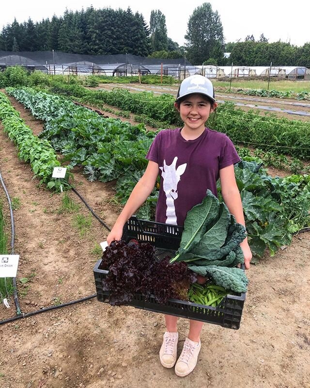 We lease property from @littleprincetogo , one of the best plant nurseries in Oregon. Every year their manager @markleichty plants a huge vegetable garden which fills our fridge many times over! We really appreciate all the produce and all the great 