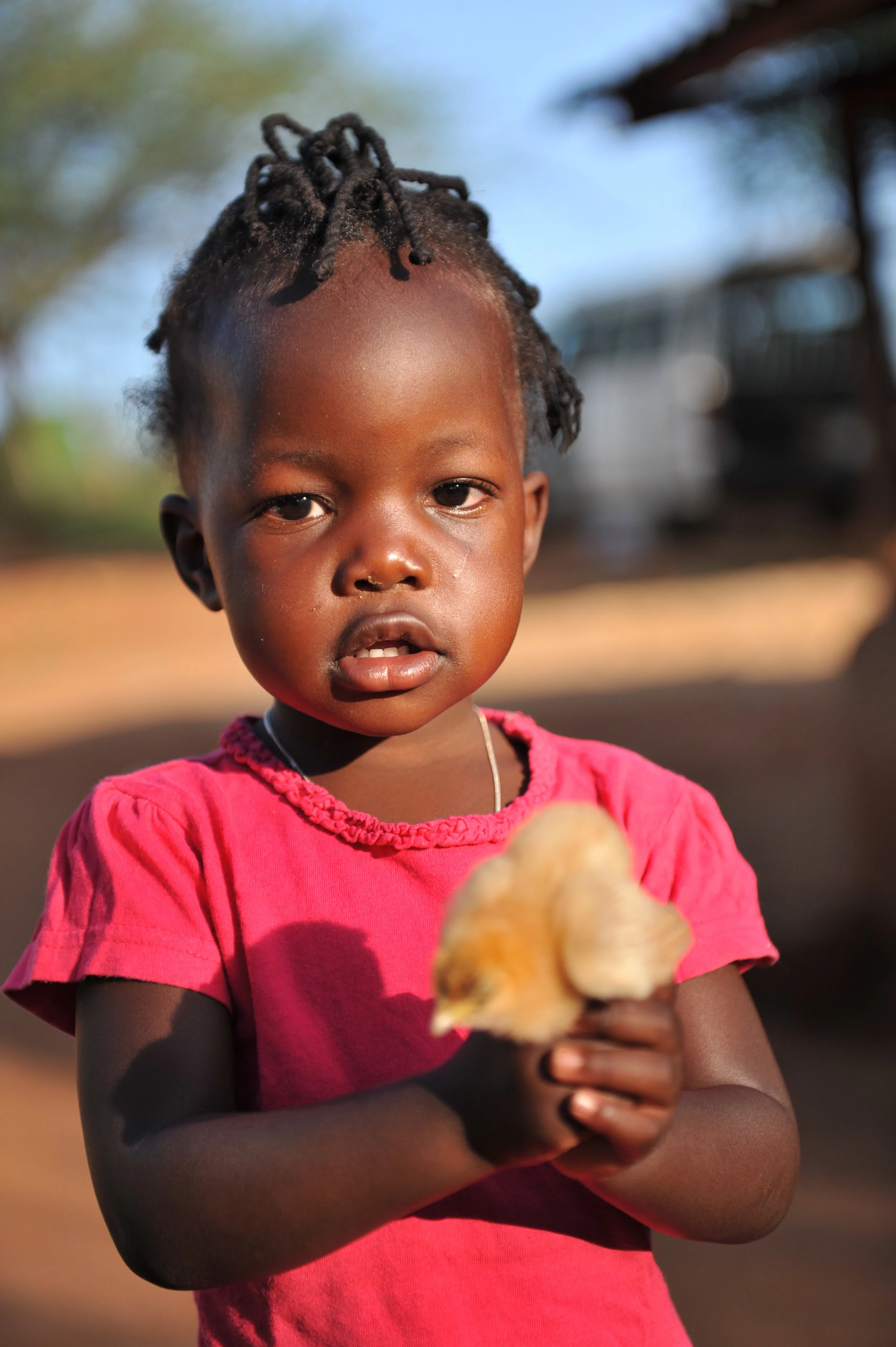 Gift en kuikentje Piep.JPG