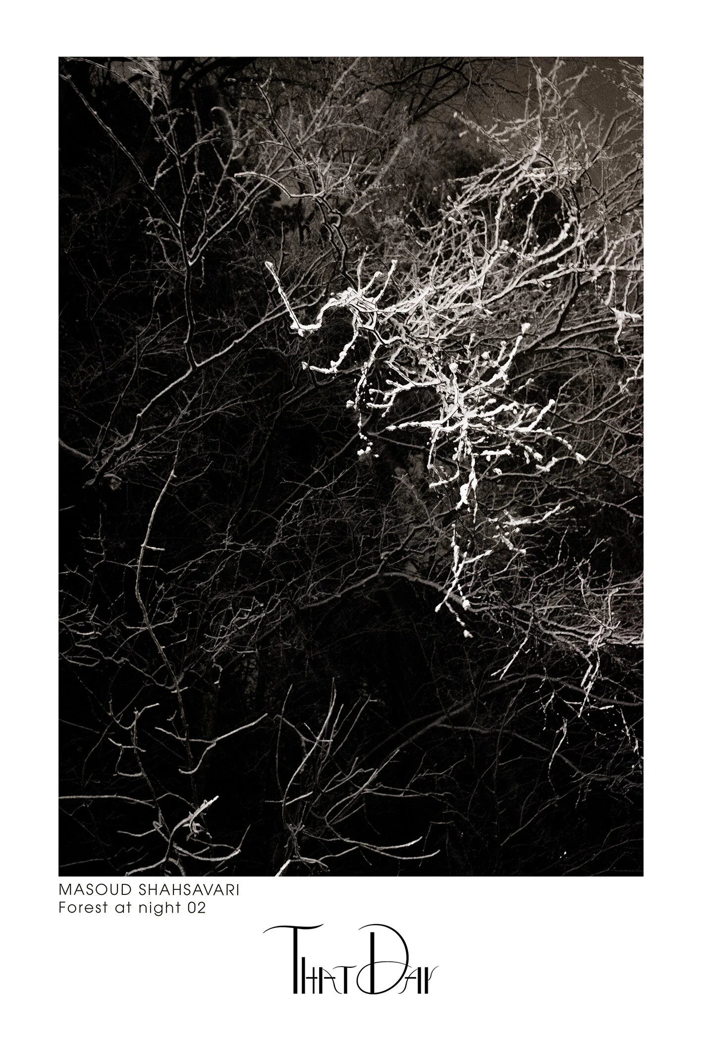 Forest at night 02.jpeg