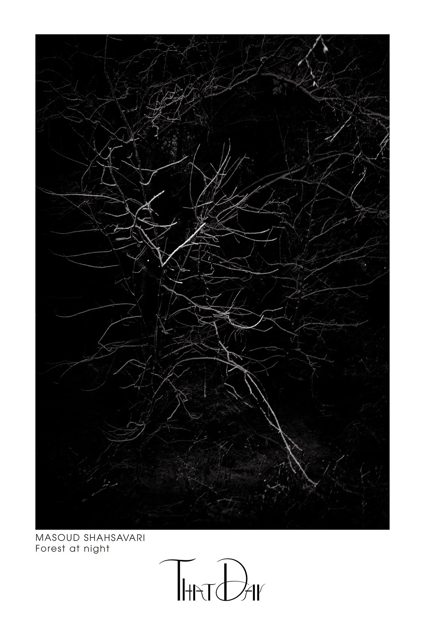 Forest at night.jpeg