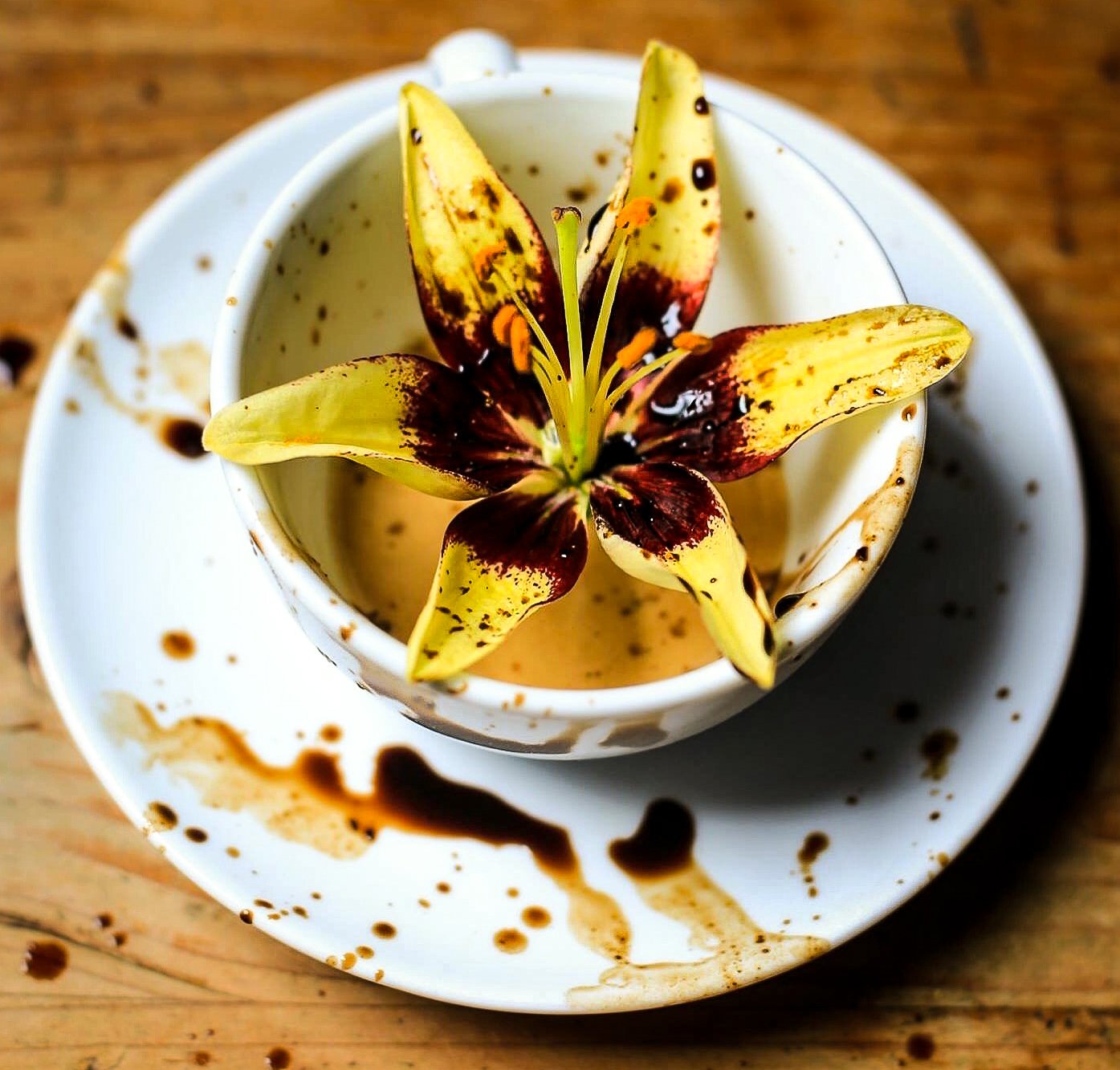 Lily yellow coffee stories and images edited 2019-1.JPG