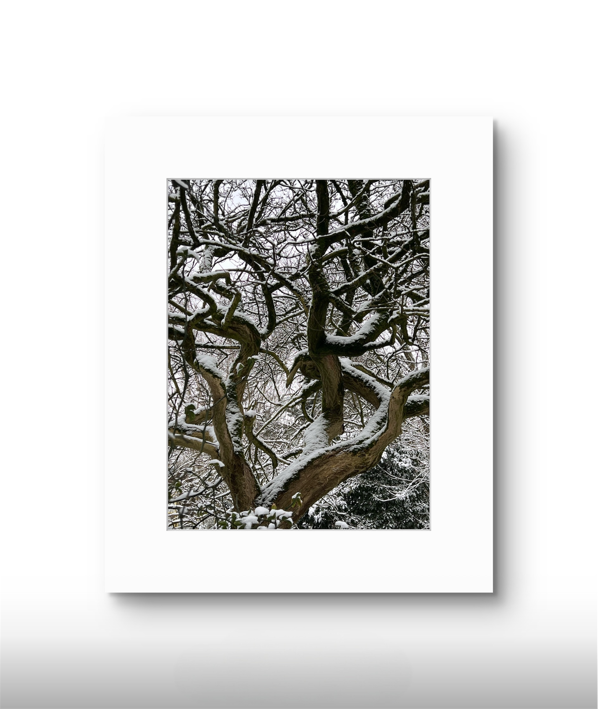 Photoroom_20260216_154419.PNG (Copy)