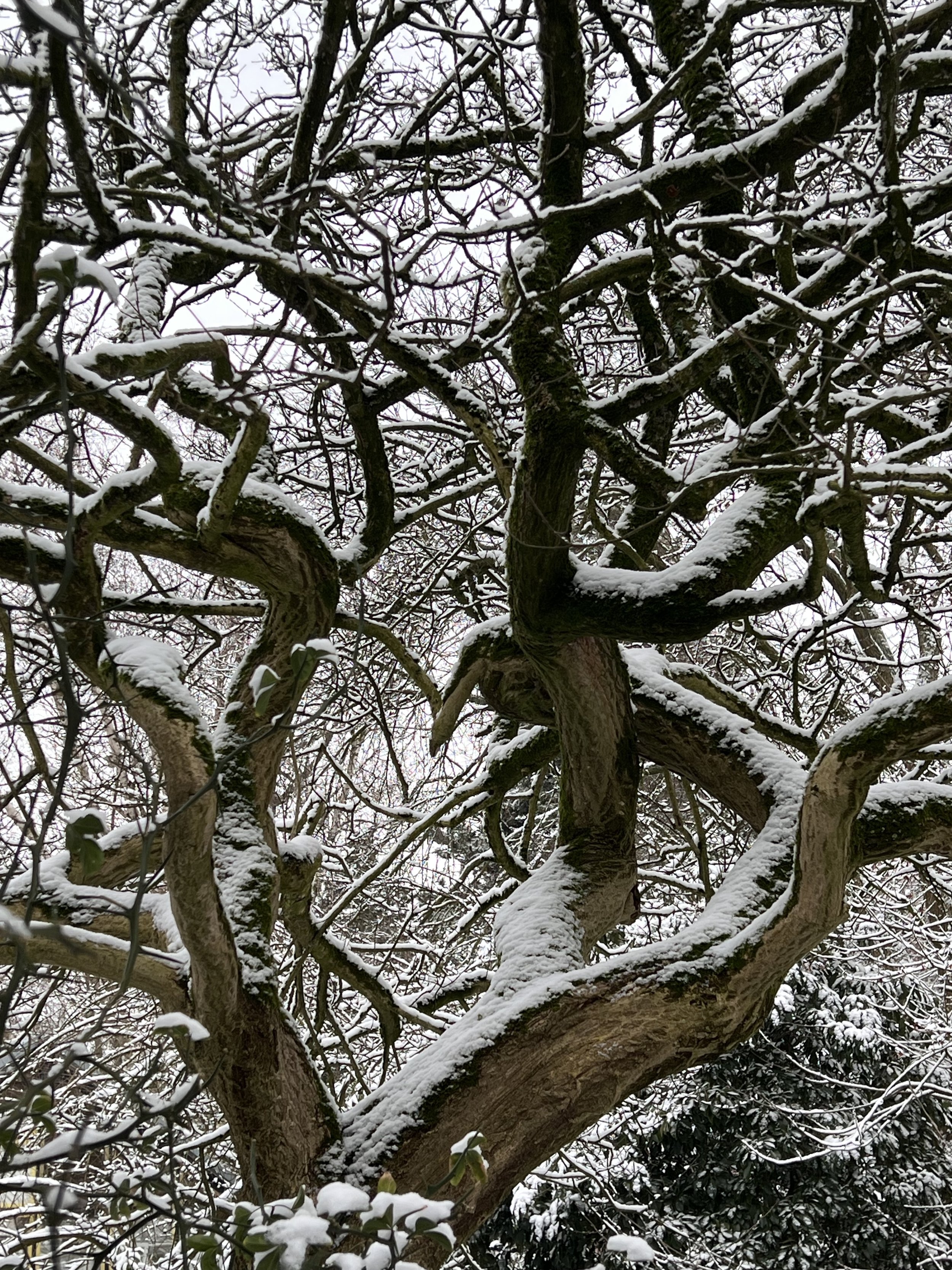 Hortus 202629I11:11.jpg (Copy)