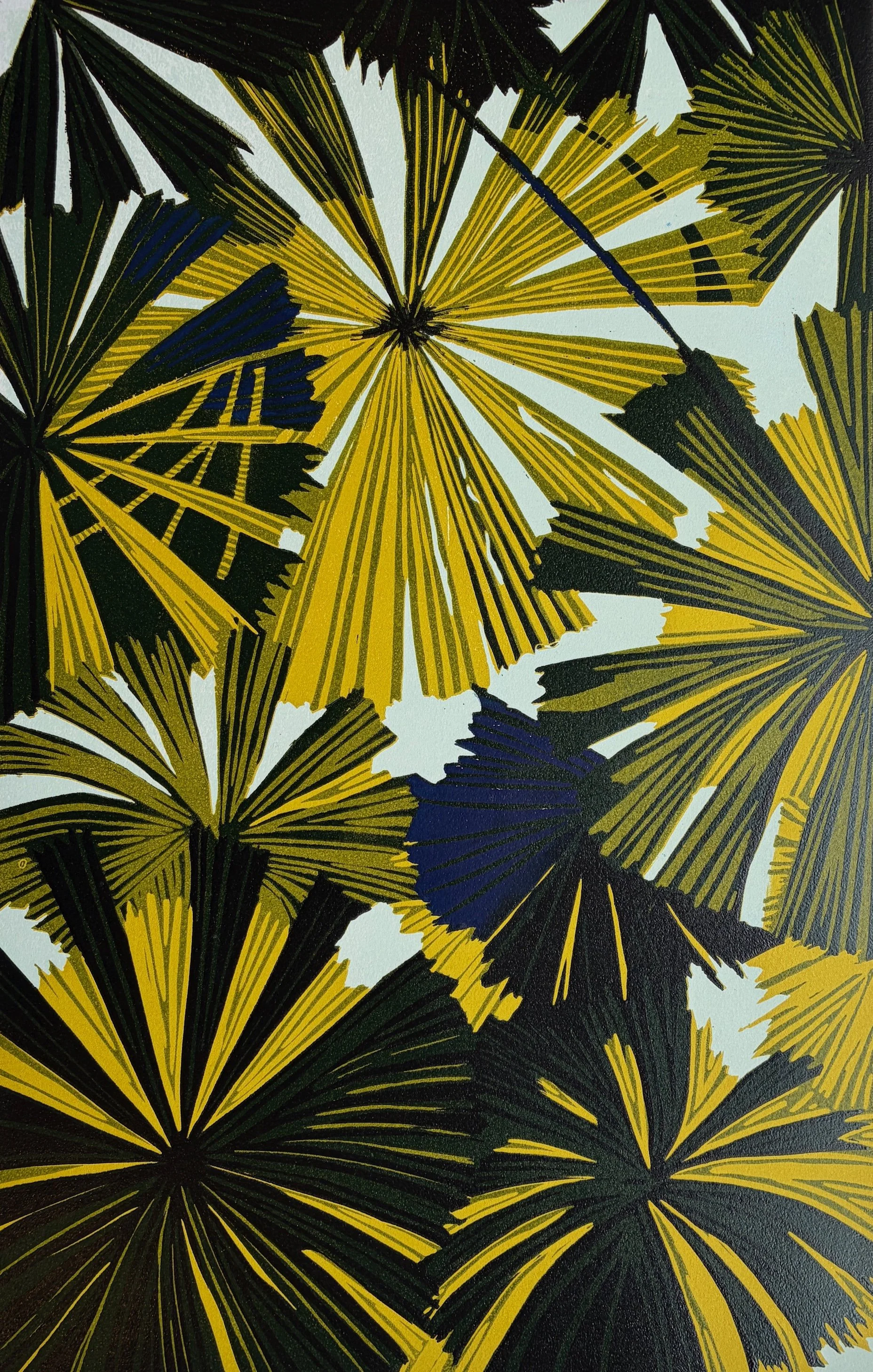 Fan palms in Daintree