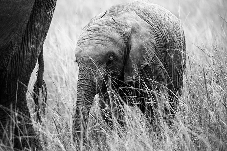 Baby elephant.jpg