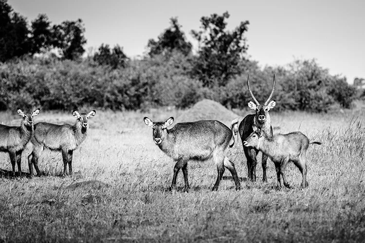 Waterbucks.jpg