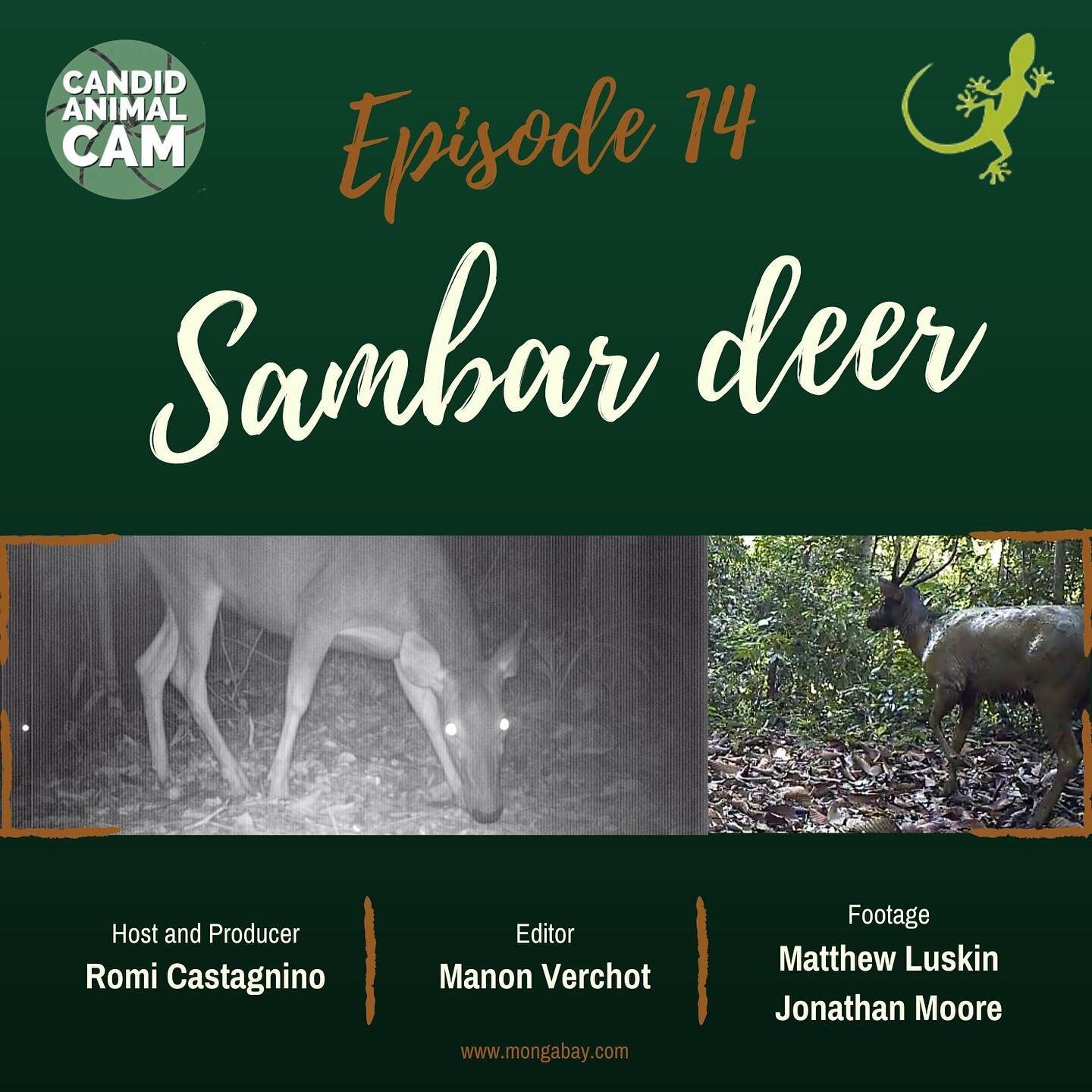 Sambar deer (Rusa unicolor) is found in a variety of ecosystems. Due to this, its size and appearance vary widely across its range, which has led to some taxonomic confusion in the past; as a result over 40 different scientific synonyms have been use