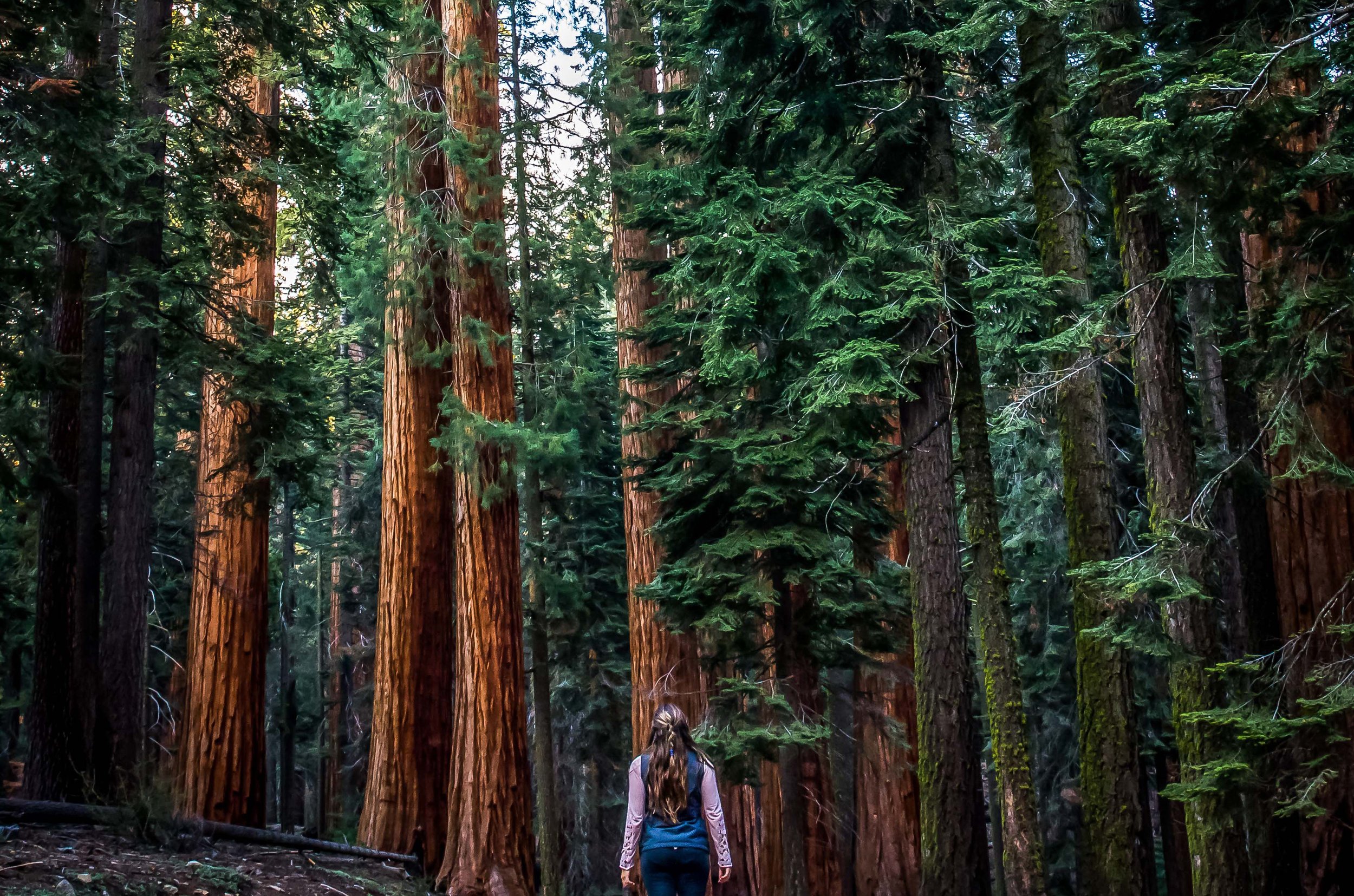 Sequoia-127 2.jpg