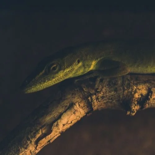 Ein REptil. Symbol für Erneuerung und das, was wir nicht sehen wollen.