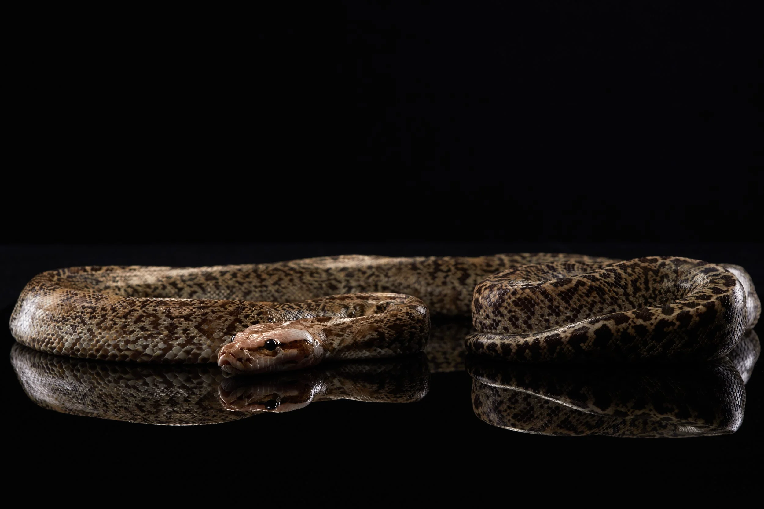 snake on a mirror, an image of the hidden medusa archetype