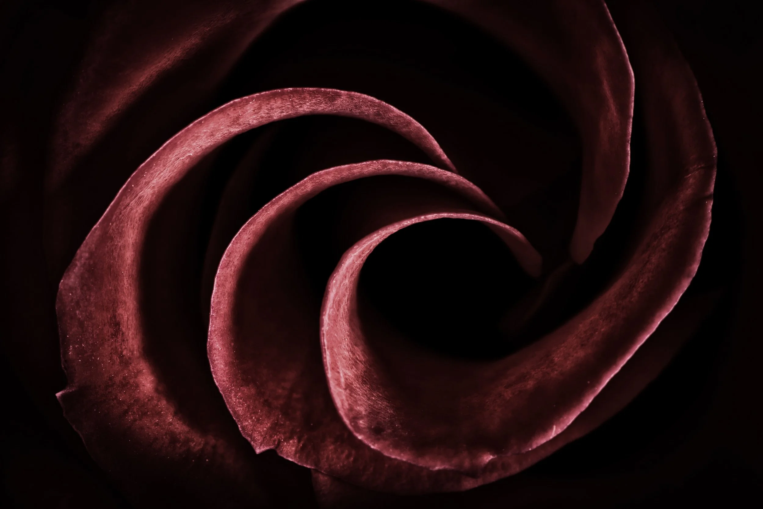 Verschlungene Blütenblätter. Garmonie von Körper, Willen und Gefühlen.