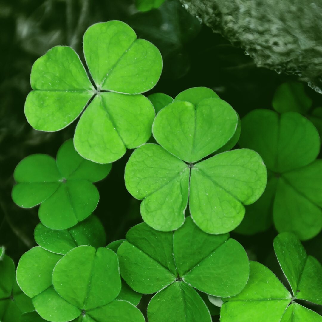 🍀Happy St. Patrick&rsquo;s Day🍀
&bull;
&bull;
&bull;
#cowgirlcompost #stpatricksday #irish #ireland #stpattysday #green #luckoftheirish #shamrock #stpaddysday #stpatrick #saintpatricksday #lucky #stpatricksdayoutfit #happystpatricksday #clover #pot