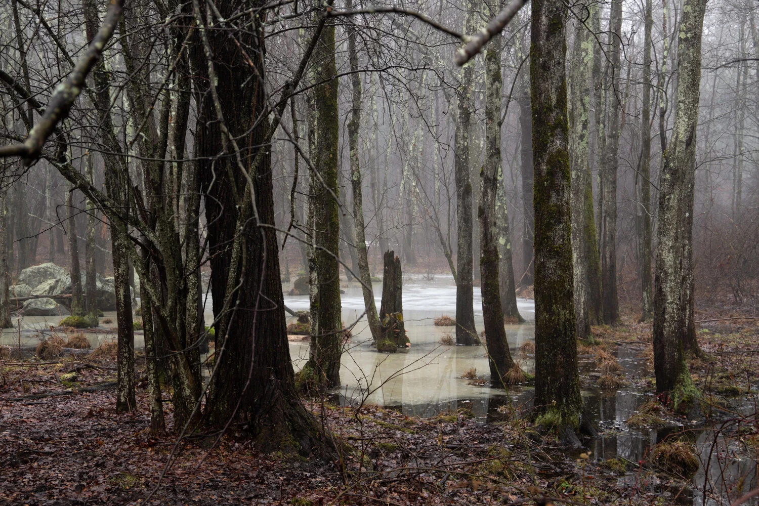 Orman_fineart_004.jpg