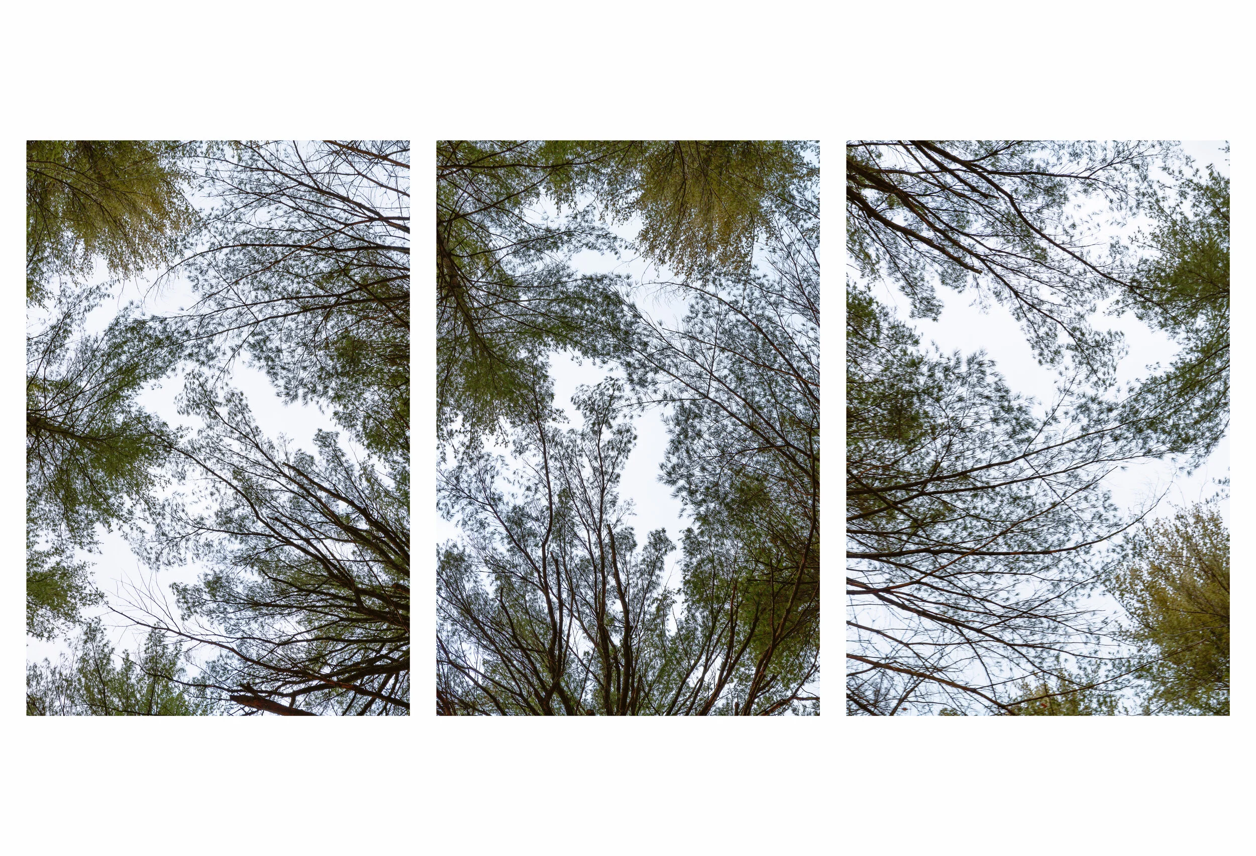 triptych.jpg