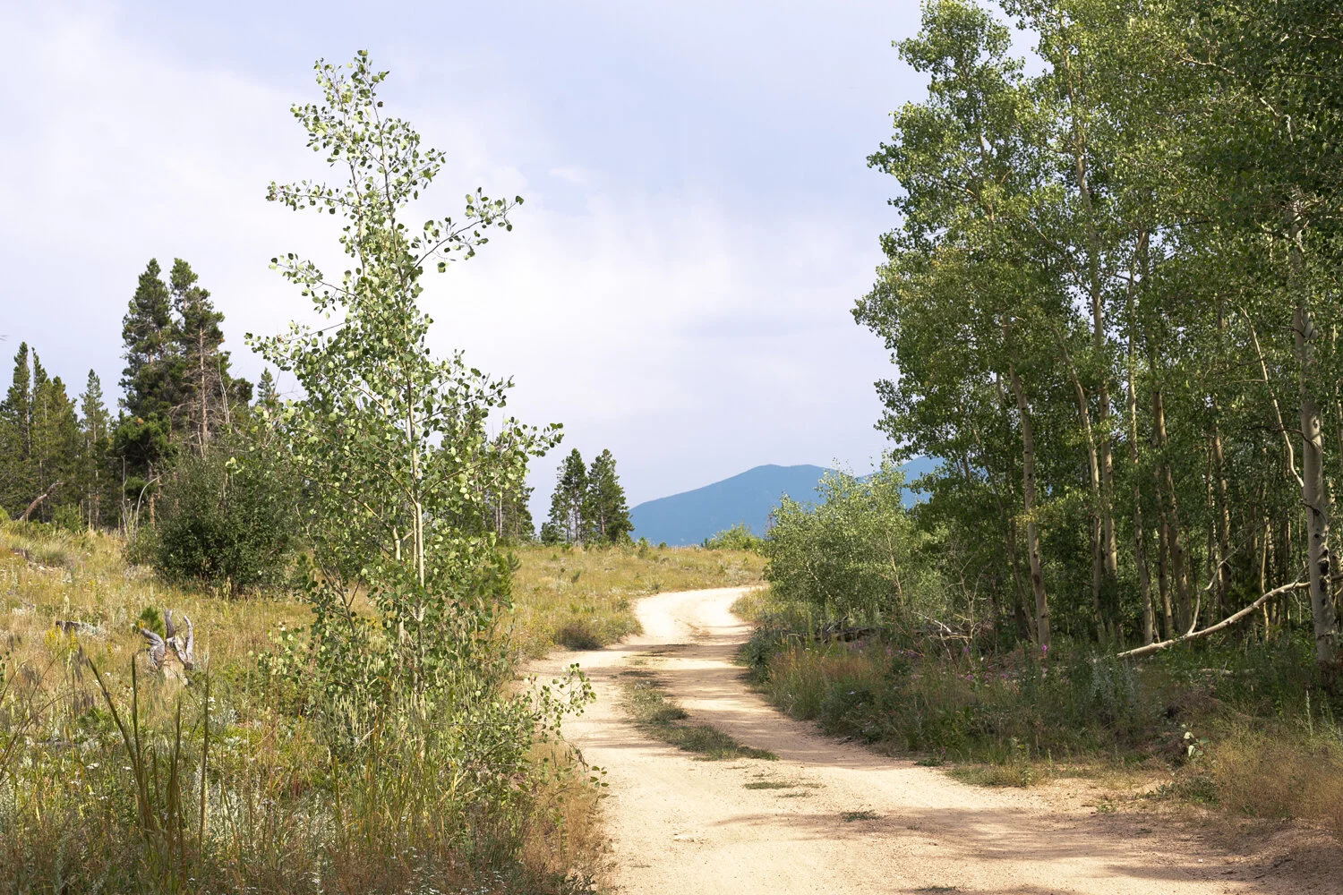 co_001.jpg