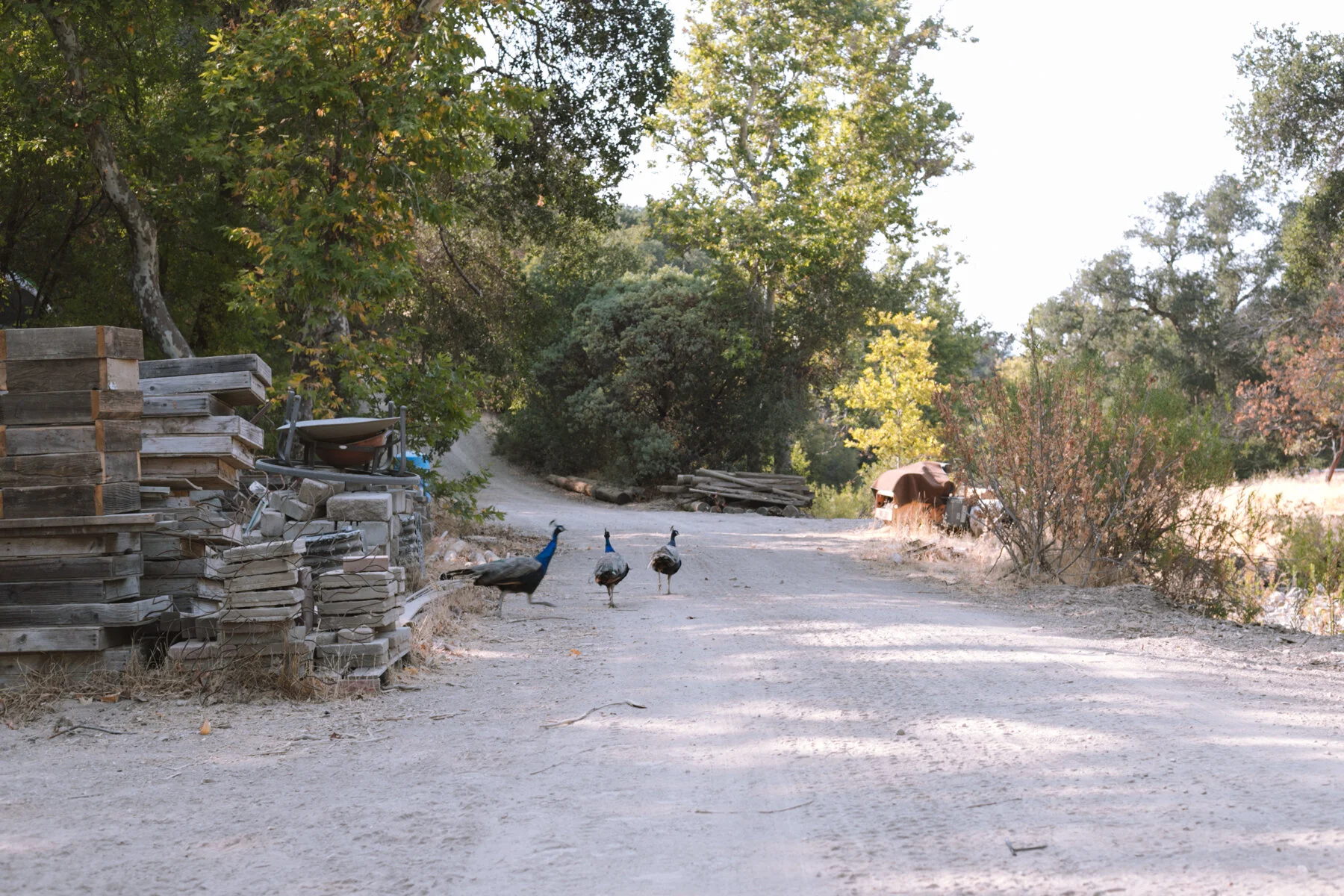   Wild peacocks roam freely around the camp.  
