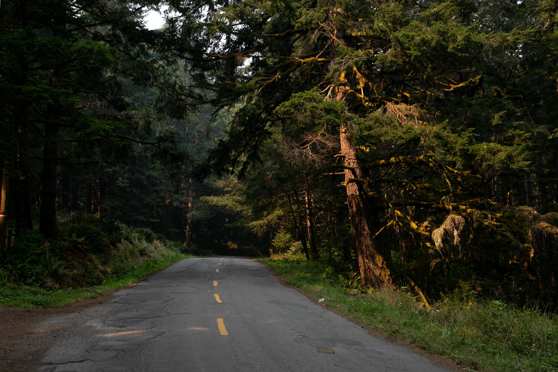 mossyroad_001.jpg