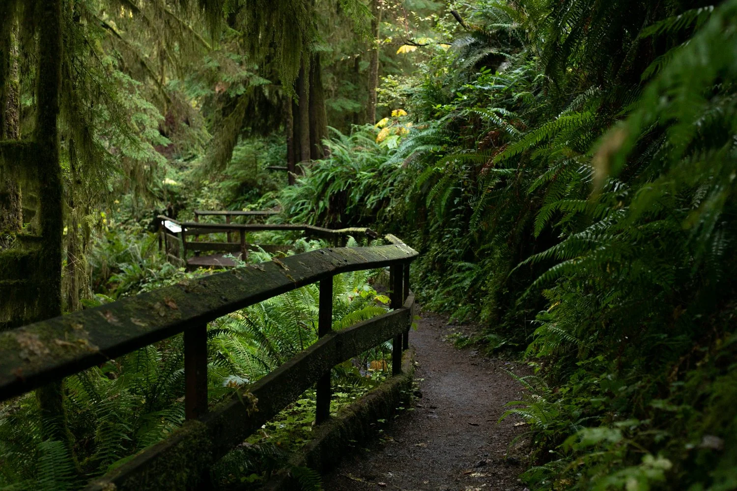 quinaultrainforest_001.jpg