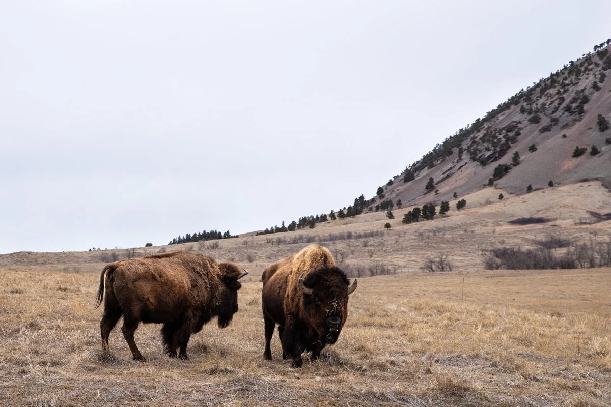 bison_001.jpg