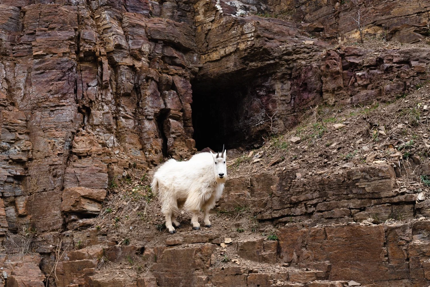 mountain goat_001.jpg