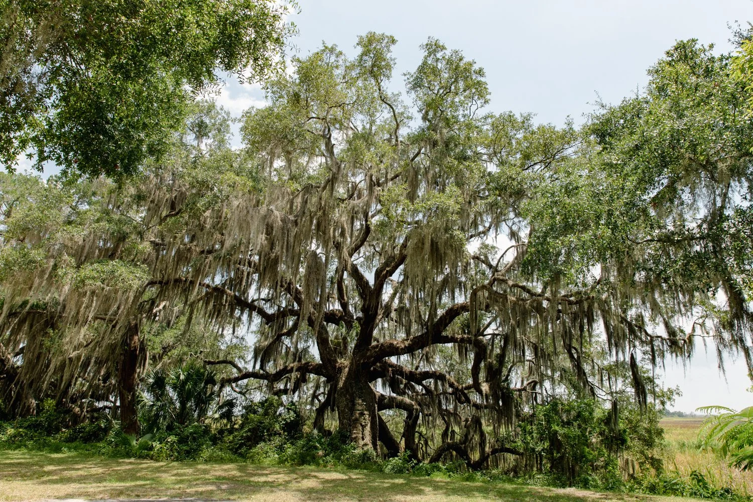 oldoaktree_001.jpg
